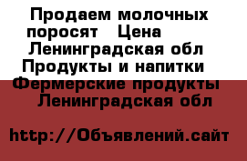 Продаем молочных поросят › Цена ­ 600 - Ленинградская обл. Продукты и напитки » Фермерские продукты   . Ленинградская обл.